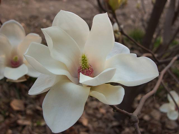 木兰花的花语是什么？木兰花的寓意和象征