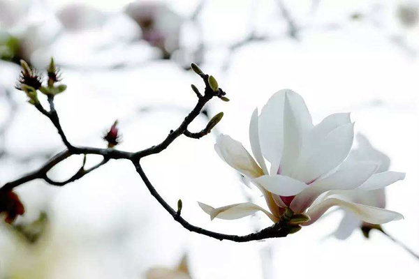 木兰花