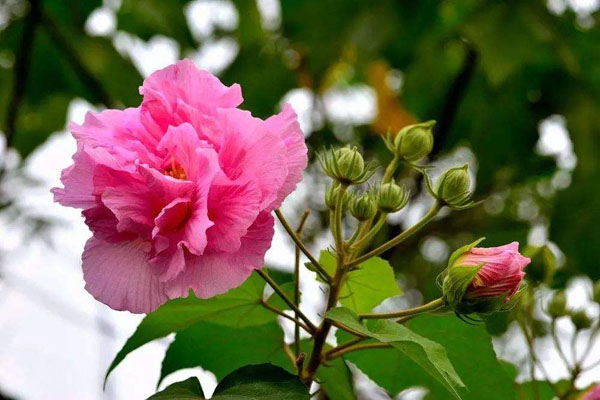 芙蓉花的花语是什么？芙蓉花的寓意和象征