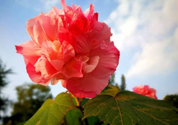 芙蓉花