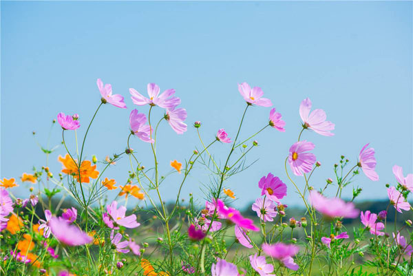 格桑花的花语是什么？格桑花的寓意和象征