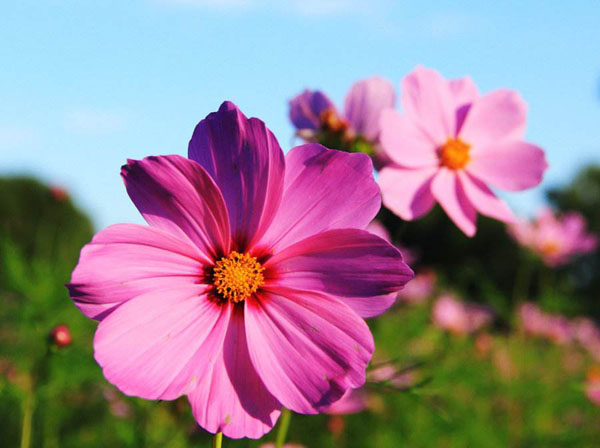 格桑花