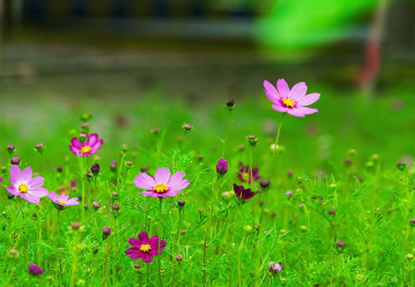 格桑花