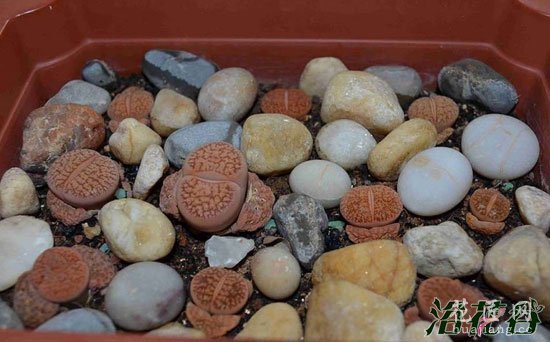 生石花种植方法(经验)
