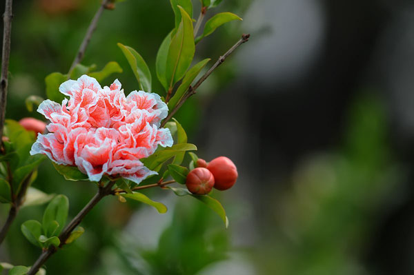 石榴花的花语是什么？石榴花的寓意和象征