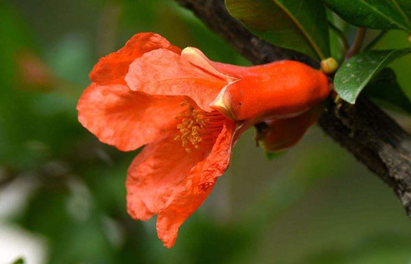 石榴花
