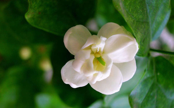 茉莉花的花语是什么？茉莉花的寓意和象征