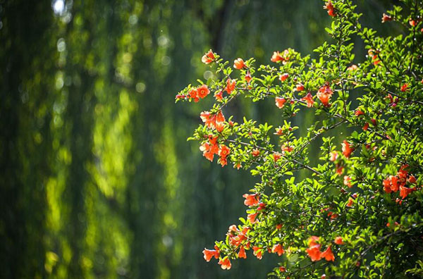 石榴花