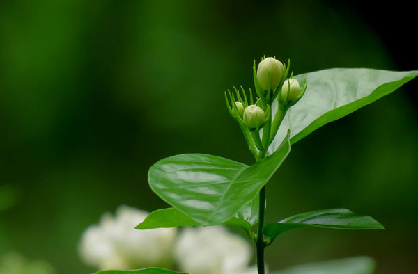 茉莉花的花苞