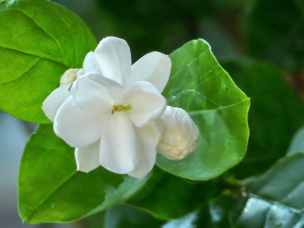 茉莉花