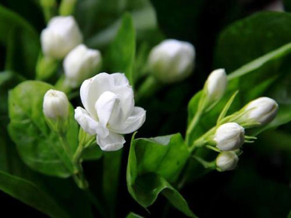 茉莉花