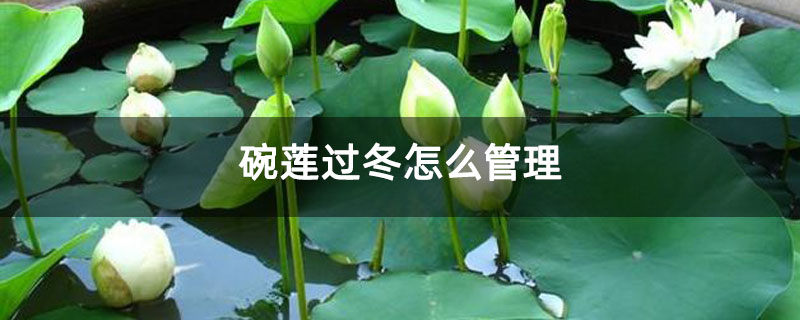                       碗莲过冬怎么管理