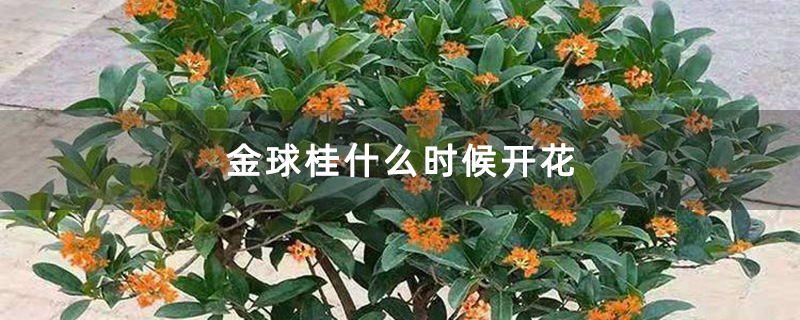 金球桂什么时候开花