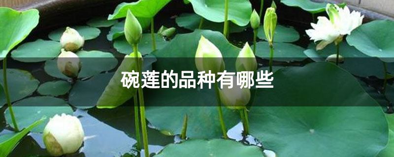碗莲的品种有哪些 碗莲的品种有哪些