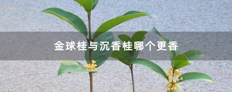 金球桂与沉香桂哪个更香