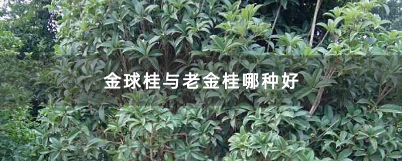 金球桂与老金桂哪种好