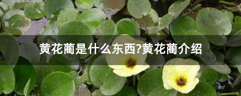 黄花蔺是什么东西？黄花蔺介绍