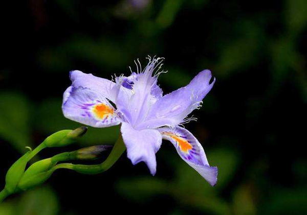 蝴蝶花