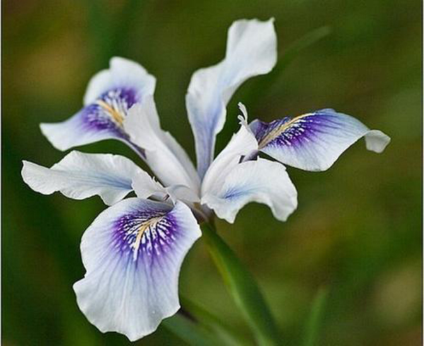 蝴蝶花