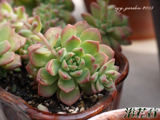 多肉植物养护宝典(小总结版)