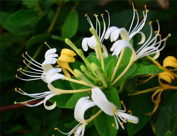 金银花