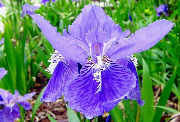 蝴蝶花