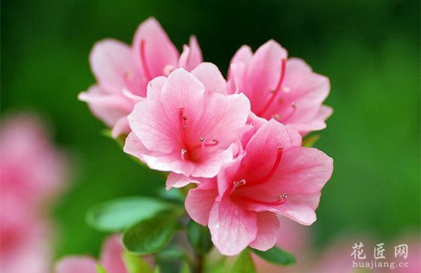 杜鹃花