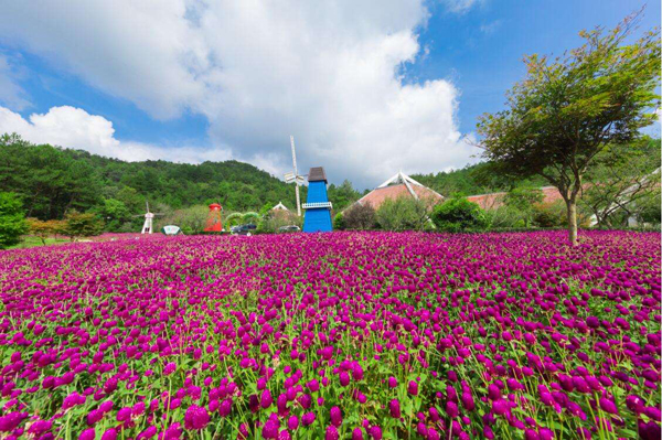 千日红花园