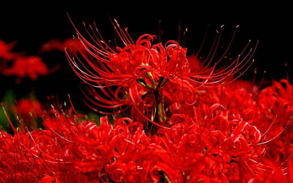 彼岸花的花语是什么？彼岸花的寓意和象征