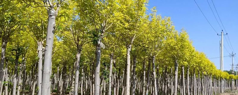 2022年哪种风景树有前景 2022年哪种风景树有前景