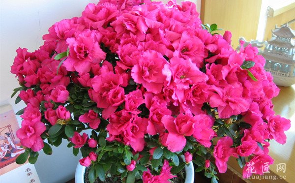 杜鹃花盆栽