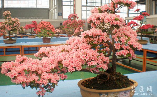 杜鹃花盆栽