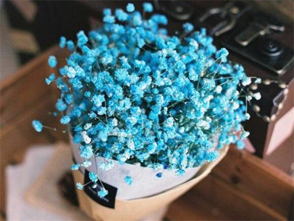 蓝色满天星的花语是什么？蓝色满天星的寓意和象征