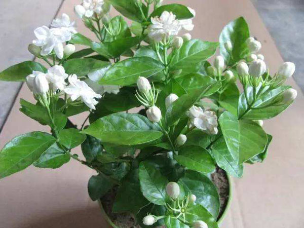 茉莉的花语是什么？茉莉的寓意和象征