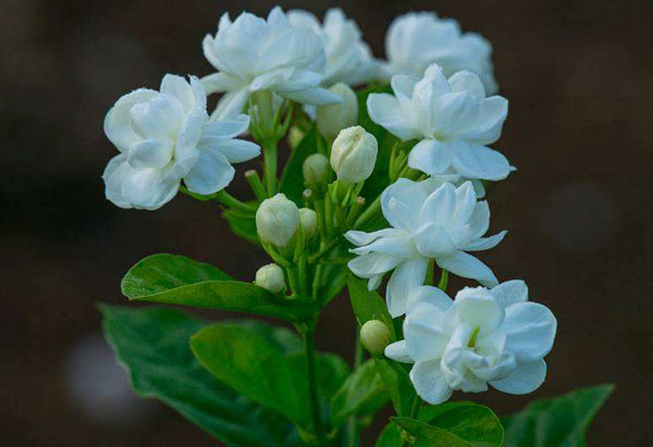 茉莉花