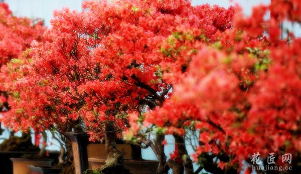 杜鹃花