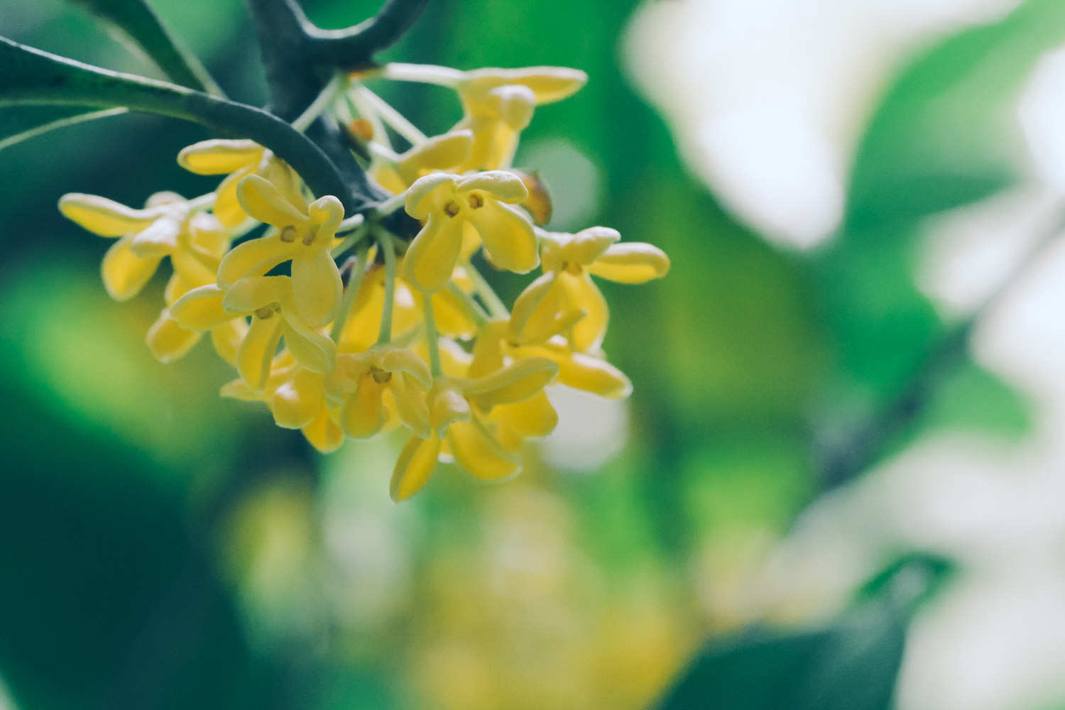 桂花 桂花