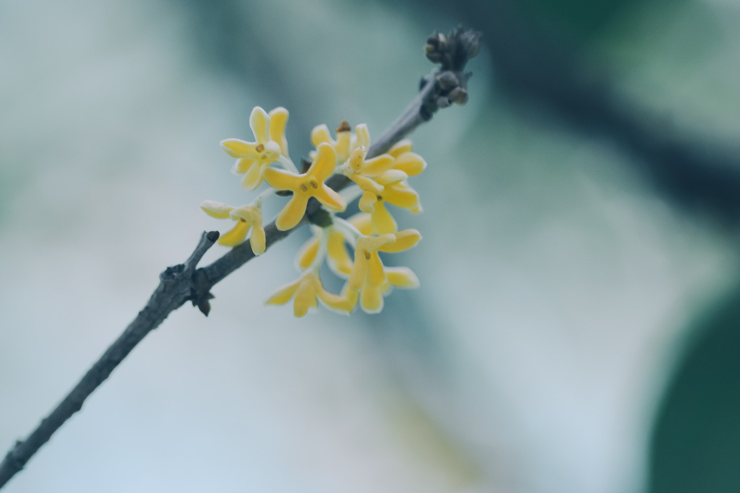 桂花 桂花