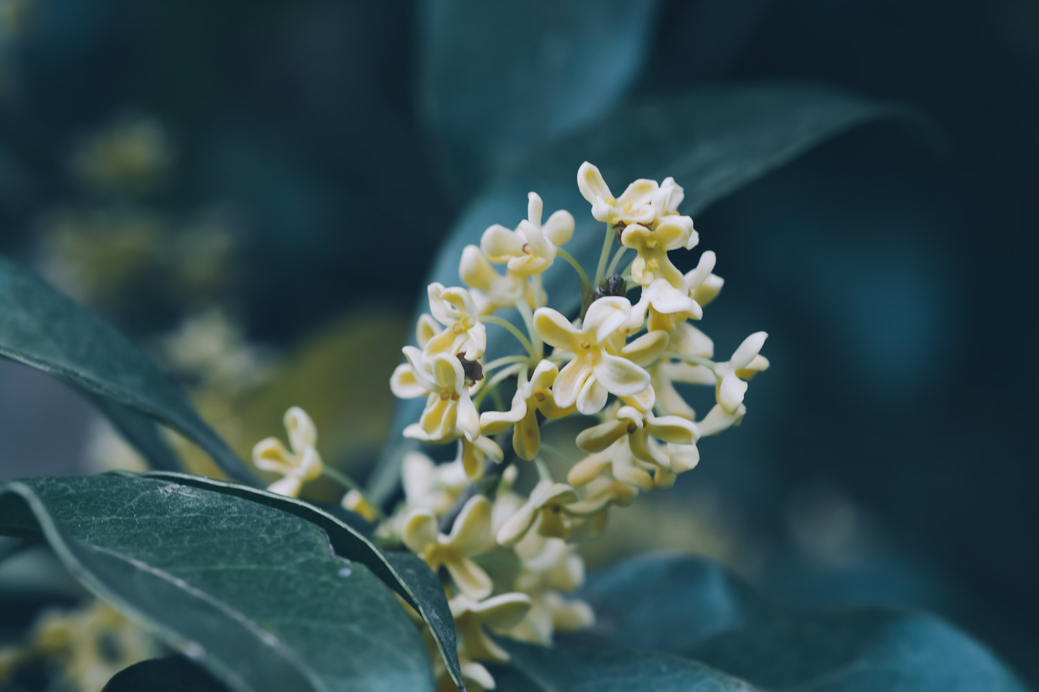 桂花 桂花