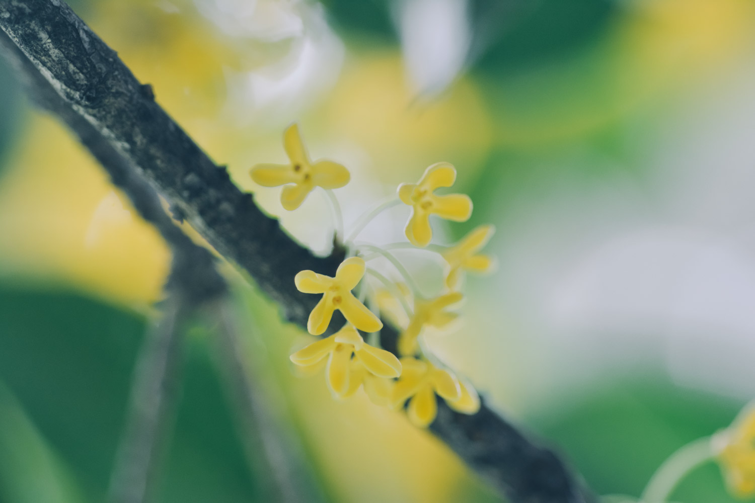 桂花 桂花