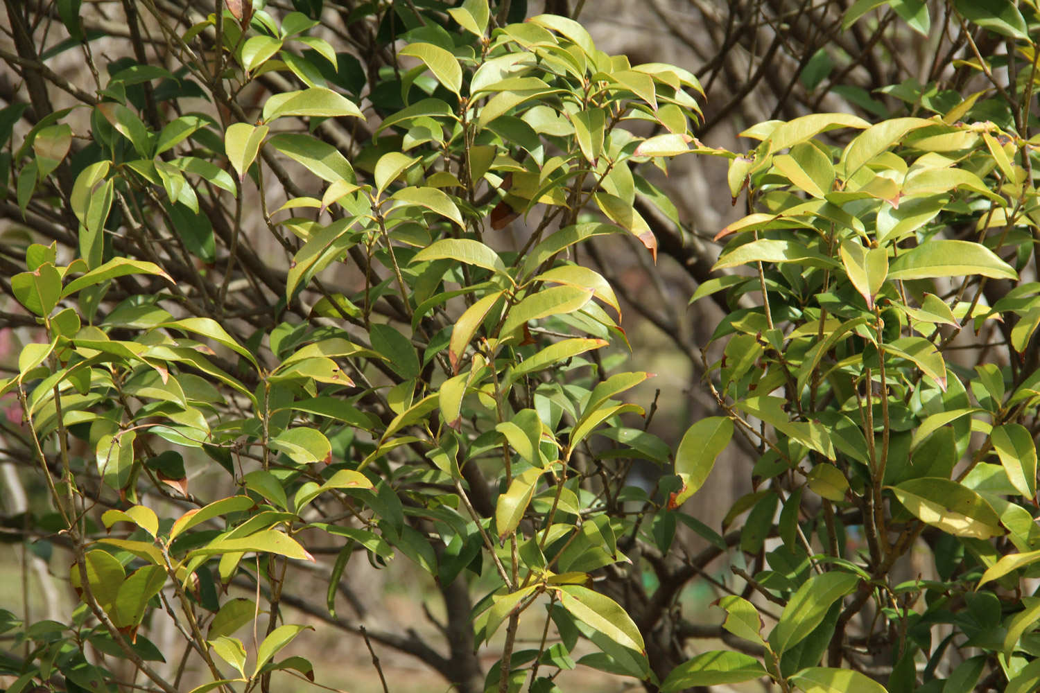 桂花 桂花
