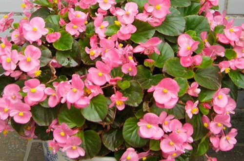 src=http___a3.att.hudong.com_74_15_50200009239445156053159360201.jpg&refer=http___a3.att.hudong_副本.jpg