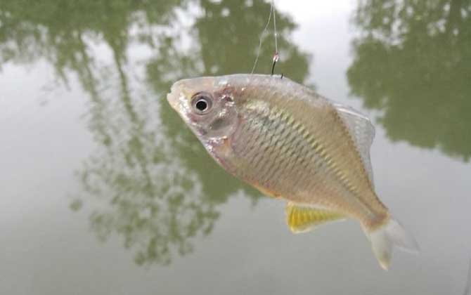 鳑鲏鱼