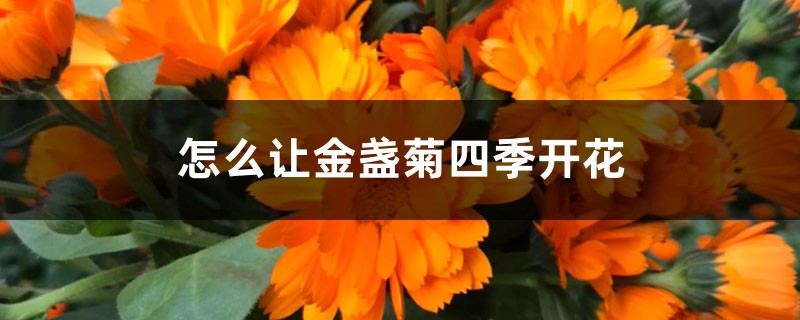 怎么让金盏菊四季开花