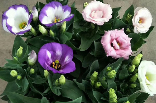 src=http___img.alicdn.com_bao_uploaded_i1_3325336753_O1CN01ry3u0h1zkv70wtk5N_!!3325336753.jpg&refer=http___img.alicdn_副本.jpg