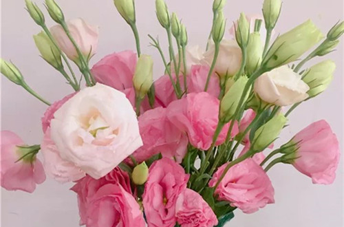 src=http___imagepphcloud.thepaper.cn_pph_image_67_554_852.jpg&refer=http___imagepphcloud.thepaper_副本.jpg
