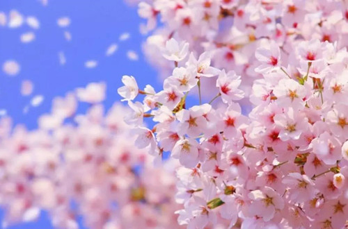 src=http___img.soufun.com_news_2018_03_23_home_1521775500092_000.jpg&refer=http___img.soufun_副本.jpg