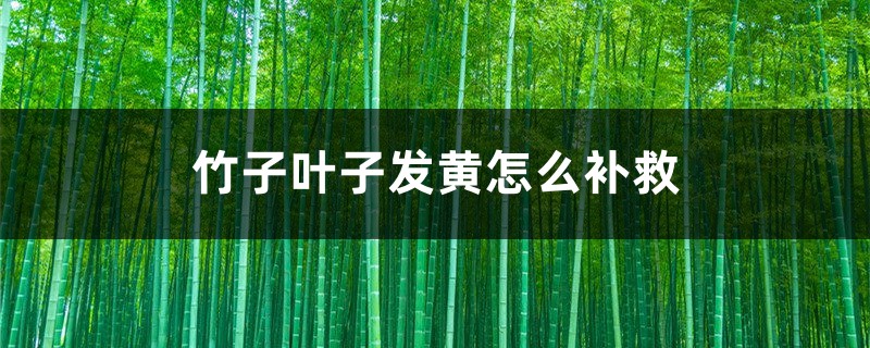 竹子叶子发黄什么原因，怎么补救