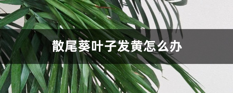 散尾葵叶子发黄怎么办，怎样能变绿