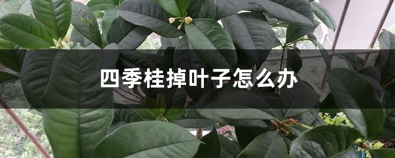 四季桂掉叶子怎么办